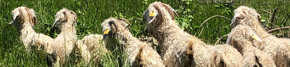 Yellow Dog Farm…spinning wood & fiber